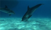 ロイヤリティフリー動画