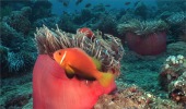 ロイヤリティフリー動画