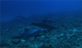 ロイヤリティフリー動画