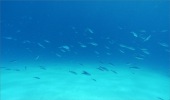 ロイヤリティフリー動画