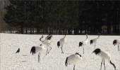 ロイヤリティフリー動画