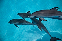 ロイヤリティフリー写真