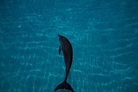 ロイヤリティフリー写真