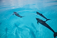 ロイヤリティフリー写真
