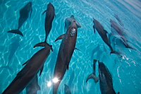 ロイヤリティフリー写真
