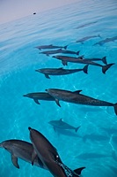 ロイヤリティフリー写真