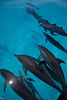 ロイヤリティフリー写真