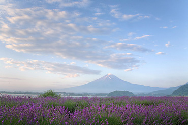 富士山,河口湖ハーブフェスティバル,ラベンダー,大石公園