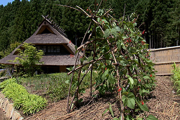 西湖いやしの里根場,富士河口湖町,富士山