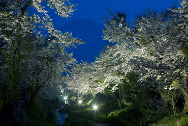 忍野,富士山,桜