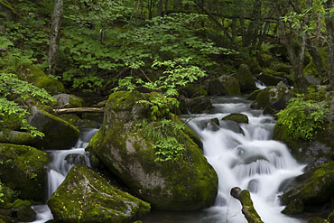 長野県,八千穂高原自然園,渓流,滝,新緑,初夏