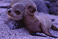 Galapagos sea lion