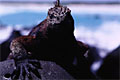 Galapagos Marine Iguan