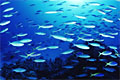 Coral Fishes and Coral reef