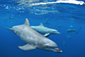 Bottlenose dolphin