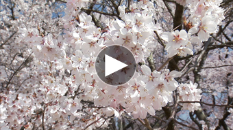 環境映像桜イメージ